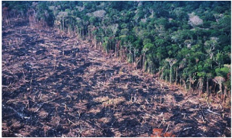 Threats, Human impacts & Solutions - Tropical Rainforests