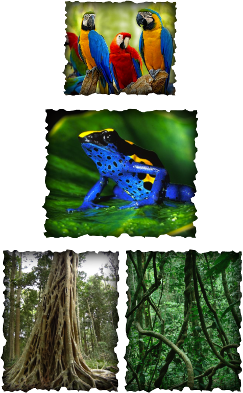 Climate details & Flora+Fauna - Tropical Rainforests